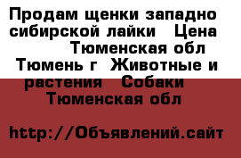 Продам щенки западно- сибирской лайки › Цена ­ 4 000 - Тюменская обл., Тюмень г. Животные и растения » Собаки   . Тюменская обл.